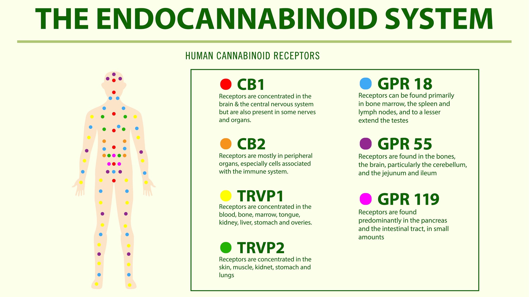 The Endocannabinoid System: Part 2 What’s Going On In Here?